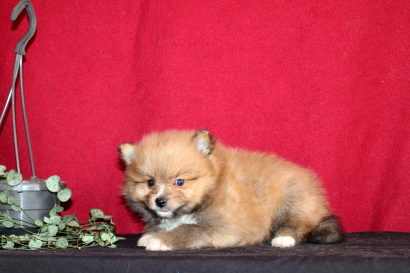 puppy, for, sale, Pomeranian, Matthew B. Stoltzfus, dog, breeder, Gap, PA, dog-breeder, puppy-for-sale, forsale, nearby, find, puppyfind, locator, puppylocator, aca